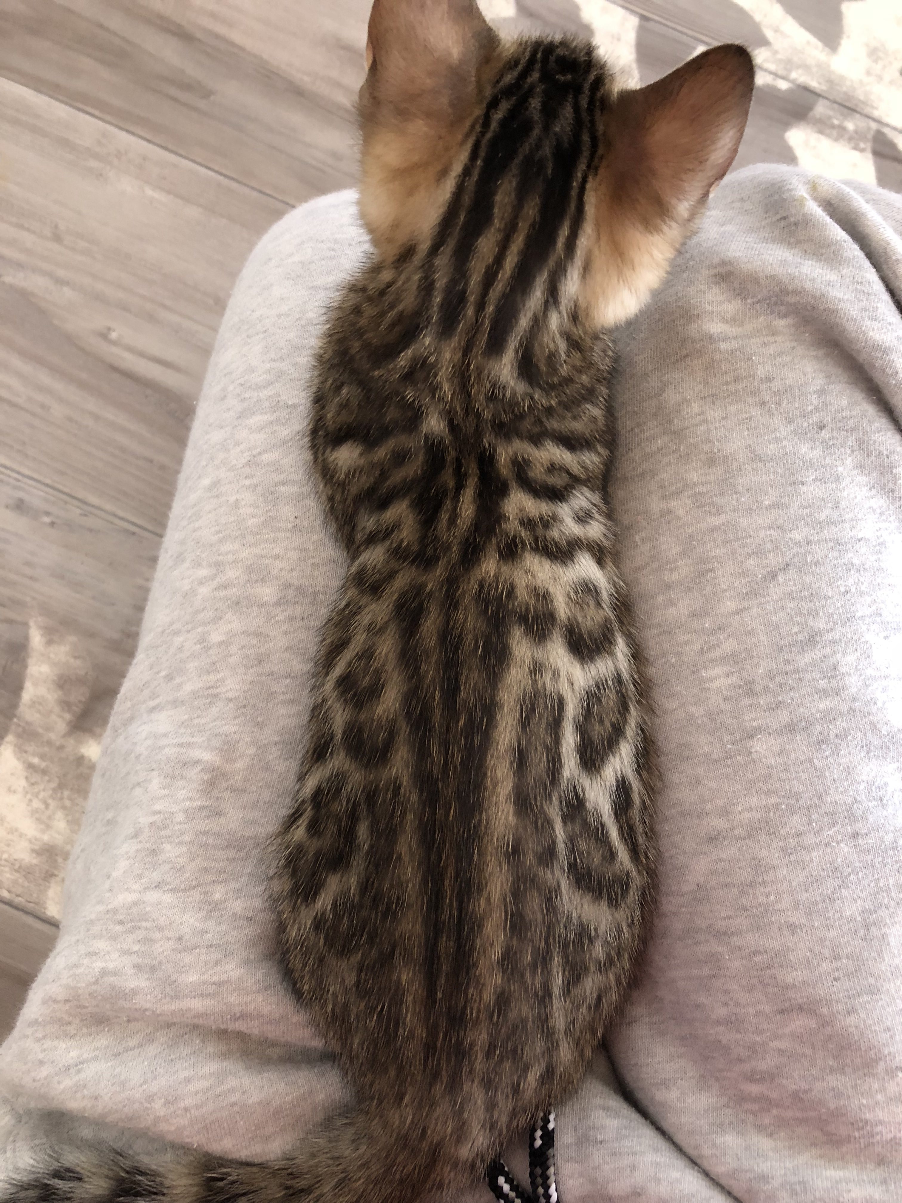 ねこ　オーダーページ　街ベル ベルアンジュ別館ブログ｜ベンガル猫、ベンガル子猫、ベンガル猫