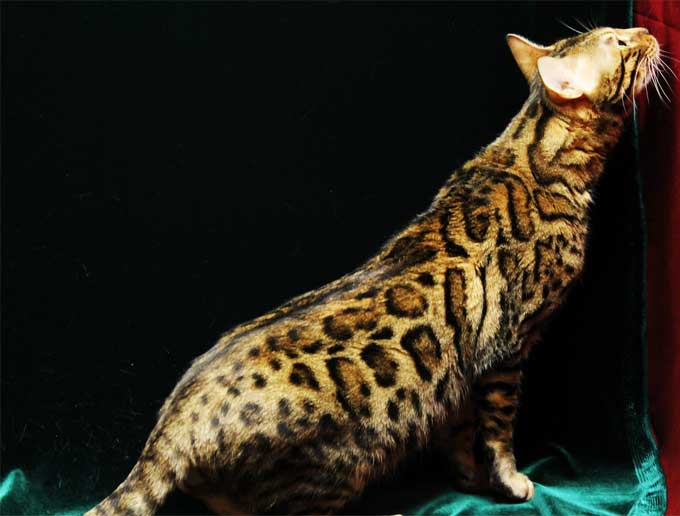 ベンガル猫について 性格 特徴 価格 ベンガル猫 ベンガル子猫 ベンガル猫ブリーダー ベルアンジュ