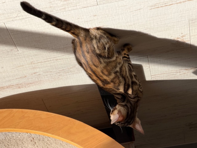 オーナー様募集 | ベンガル猫、ベンガル子猫、ベンガル猫